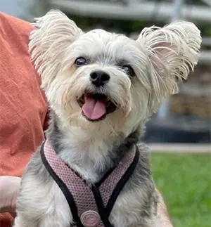 Happy white dog smiling outdoors at Orlando dental practice.